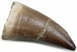 Fossil Mosasaur (Mosasaurus) Tooth - Morocco #384021-1
